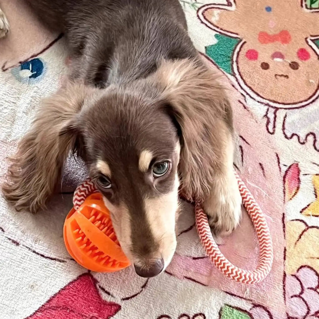 Interactive Dog Rope Ball Toy – Treat-Dispensing & Teeth-Cleaning Puzzle