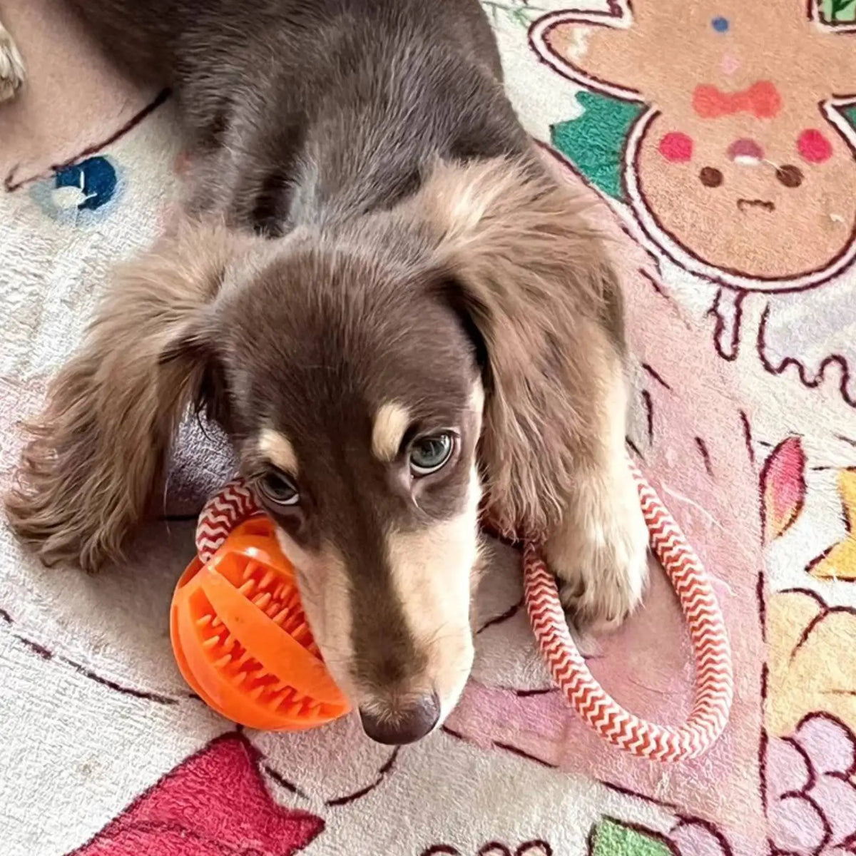 Interactive Dog Rope Ball Toy – Treat-Dispensing & Teeth-Cleaning Puzzle